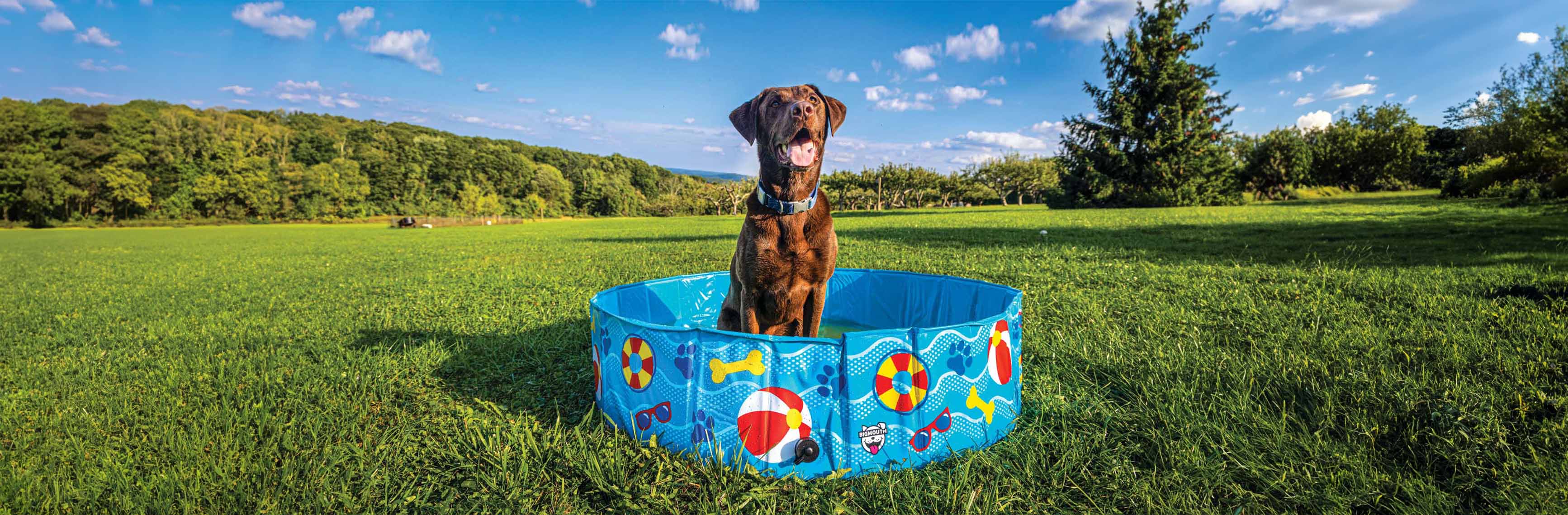 Outdoor Pet Fun