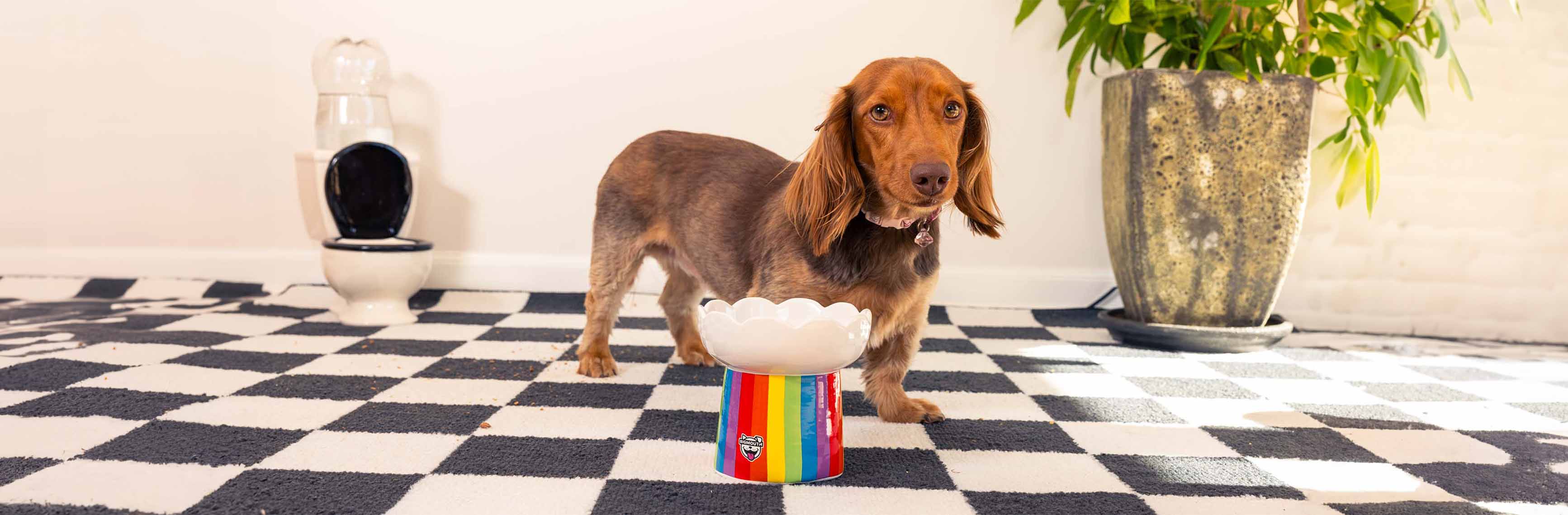 Pet Treat Time