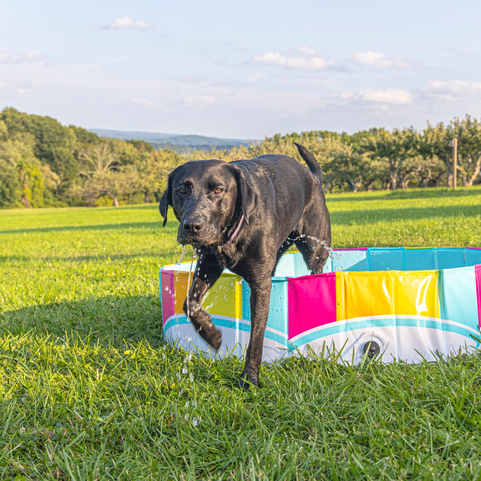 The Colors of the Rainbow Pet Splash Pool