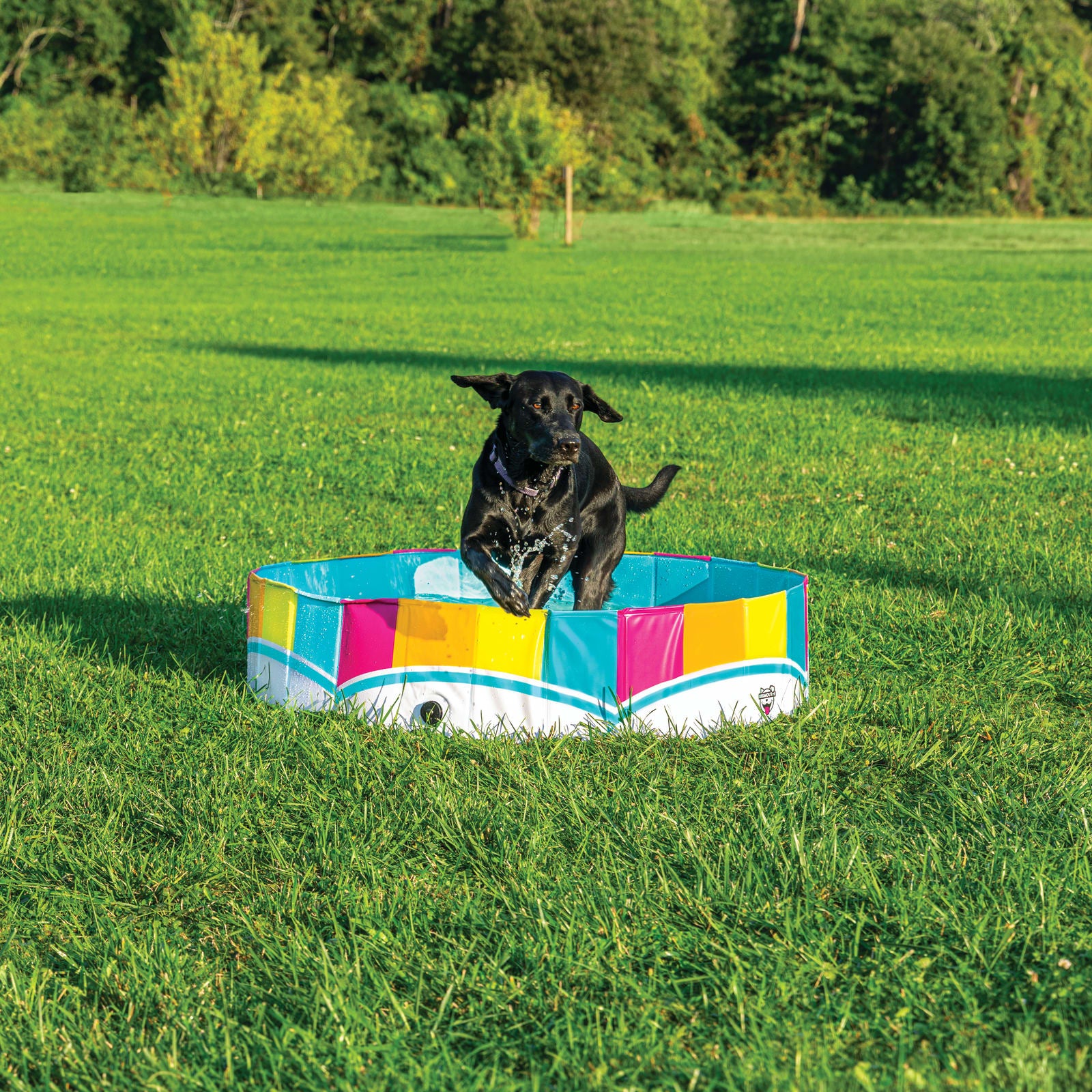 The Colors of the Rainbow Pet Splash Pool