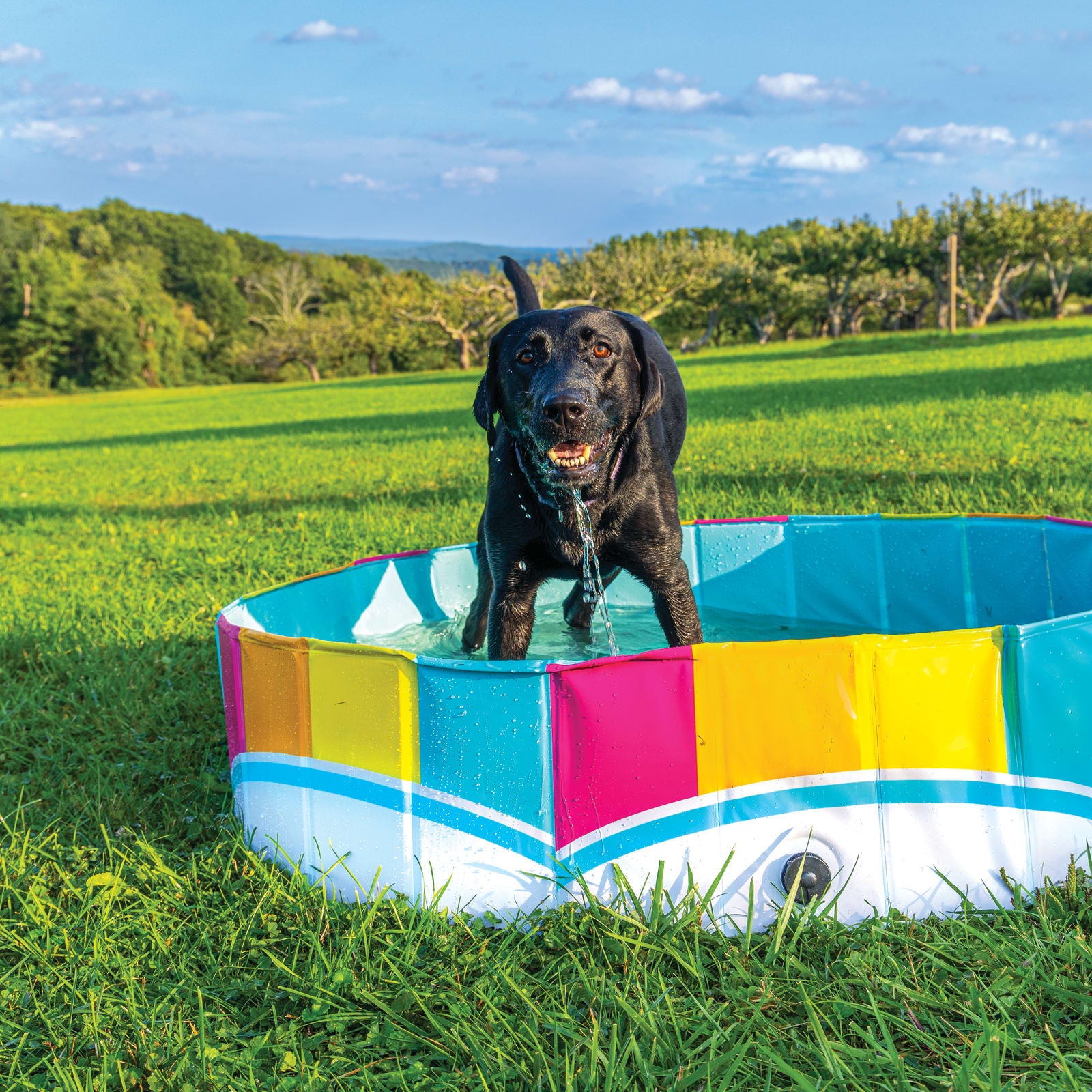 The Colors of the Rainbow Pet Splash Pool