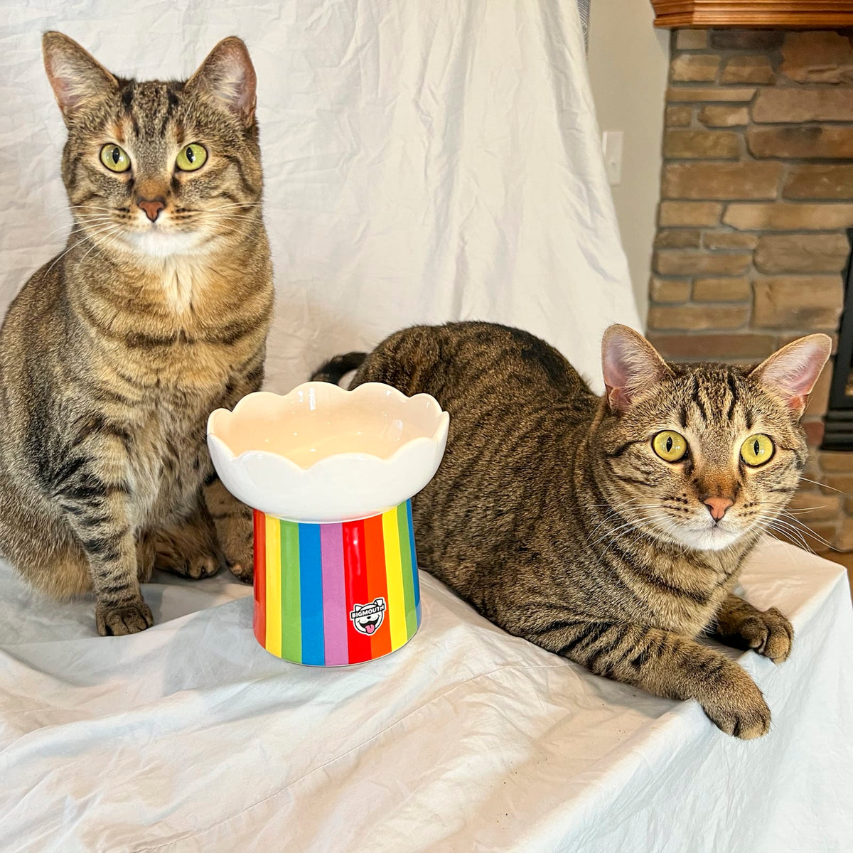 "Somewhere Over the Rainbow" Cat Bowl