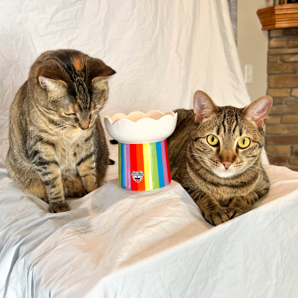 "Somewhere Over the Rainbow" Cat Bowl
