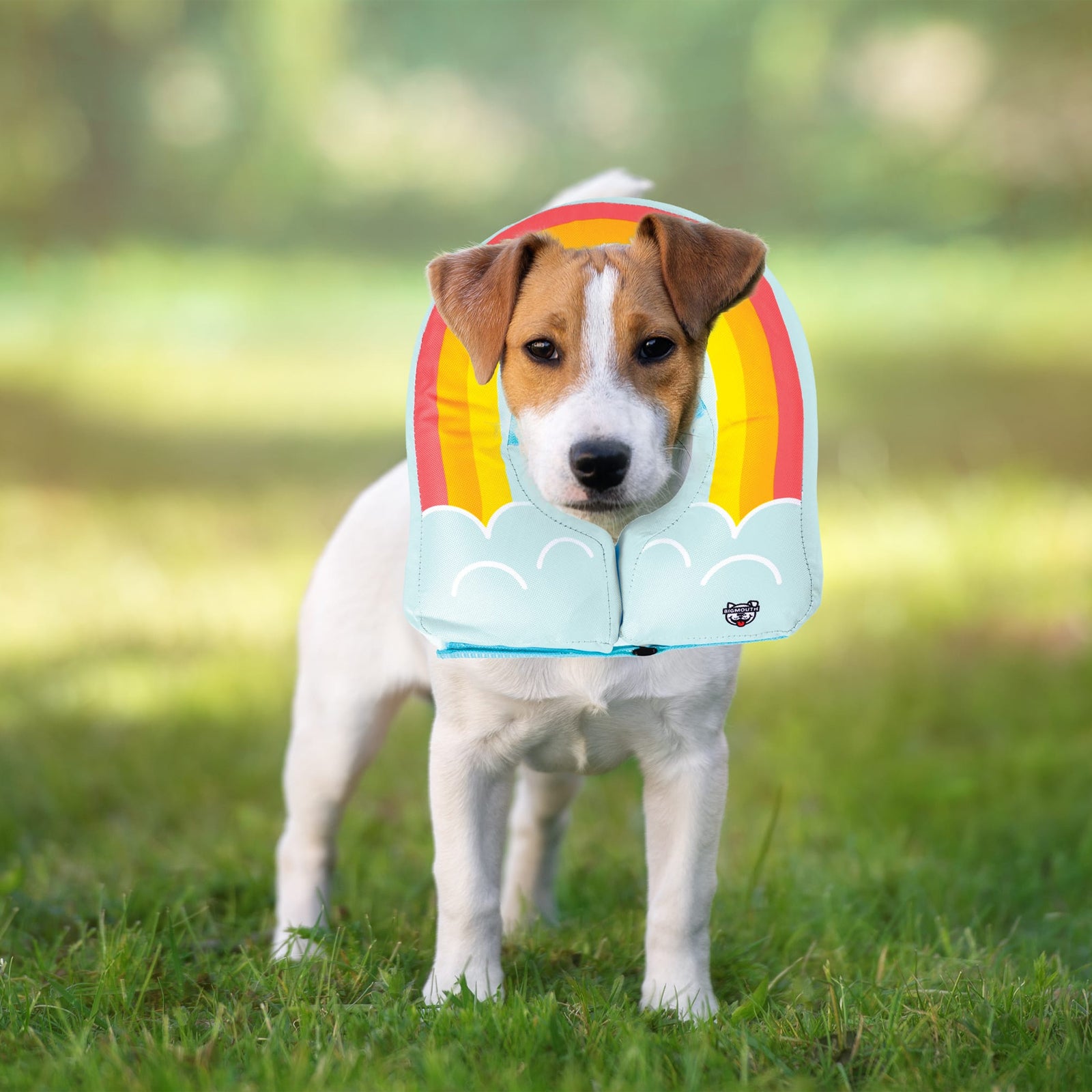 Rainbow Inflatable Dog Recovery Collar