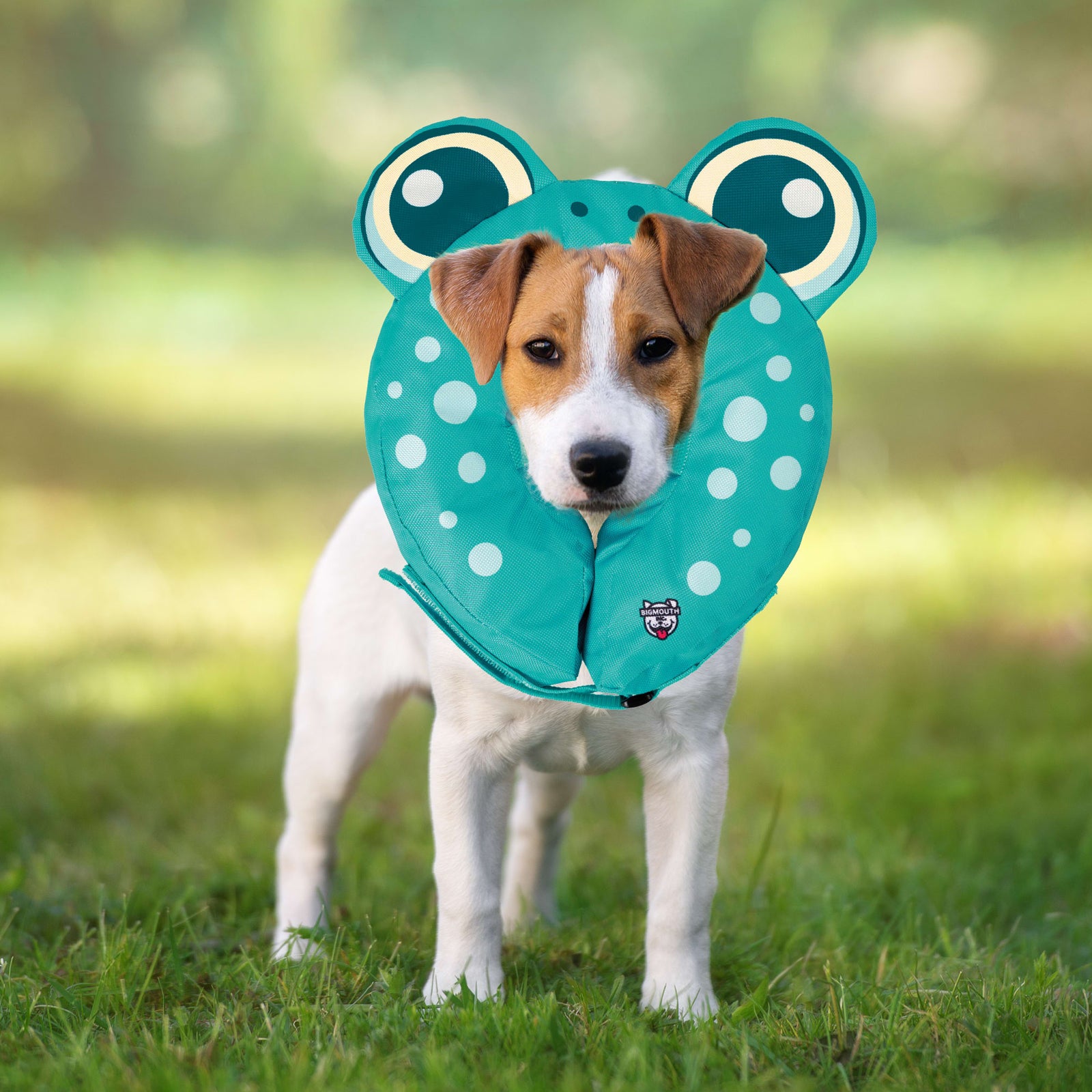 Frog Inflatable Recovery Collar