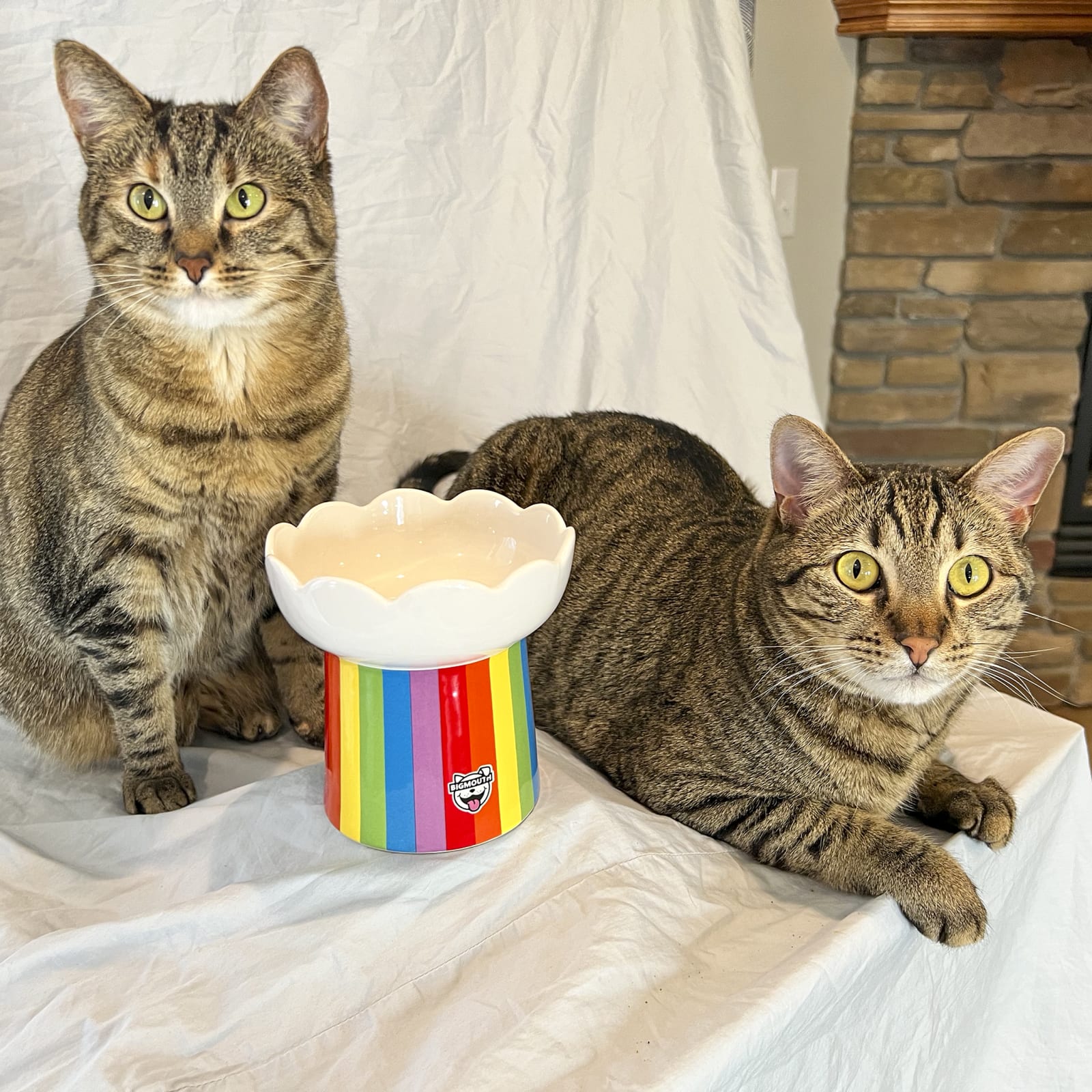 "Somewhere Over the Rainbow" Cat Bowl