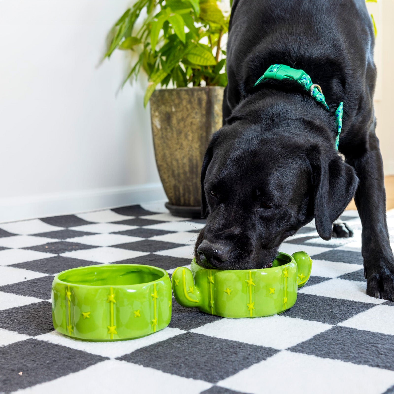 Cactus Stacking Pet Bowls