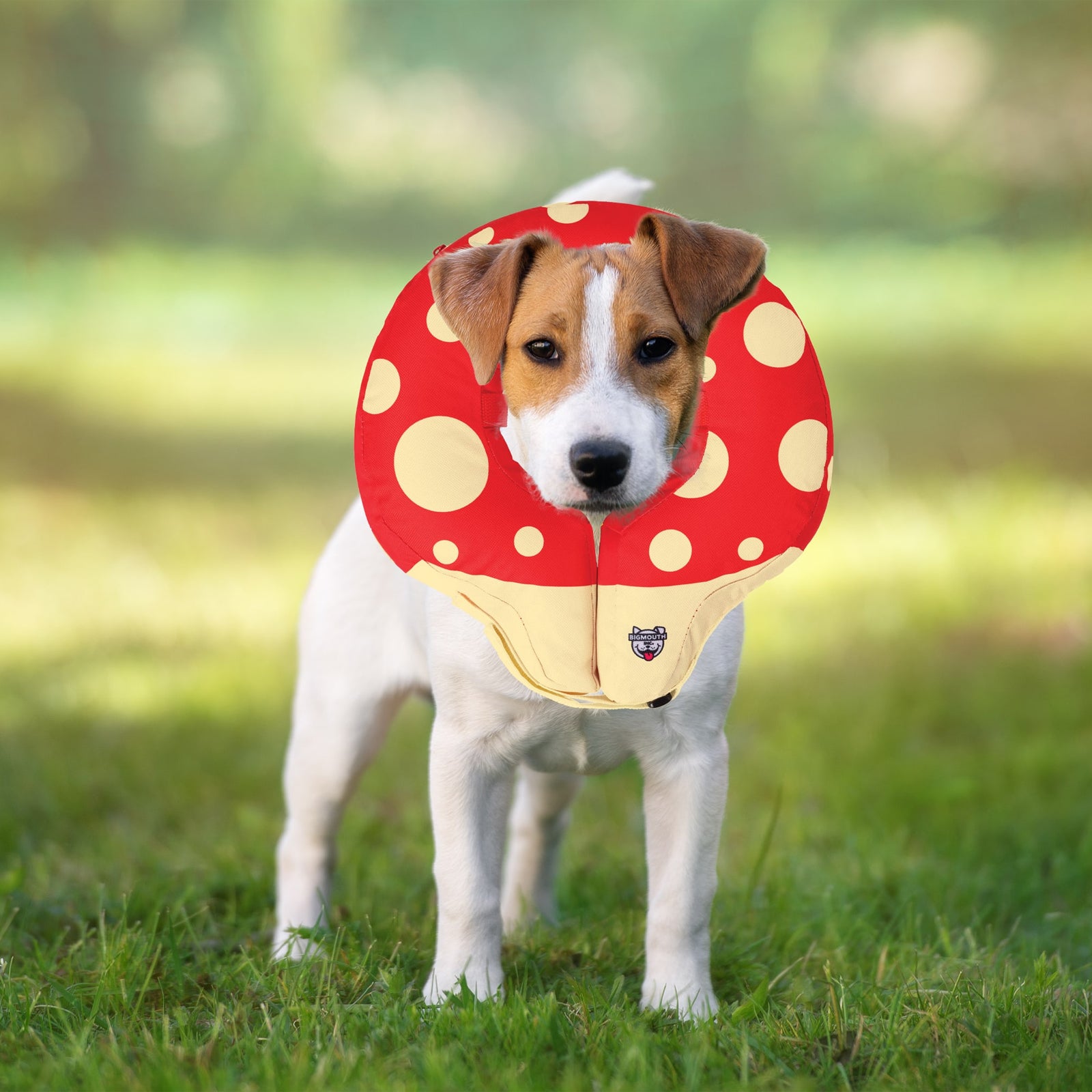 Mushroom Inflatable Dog Recovery Collar