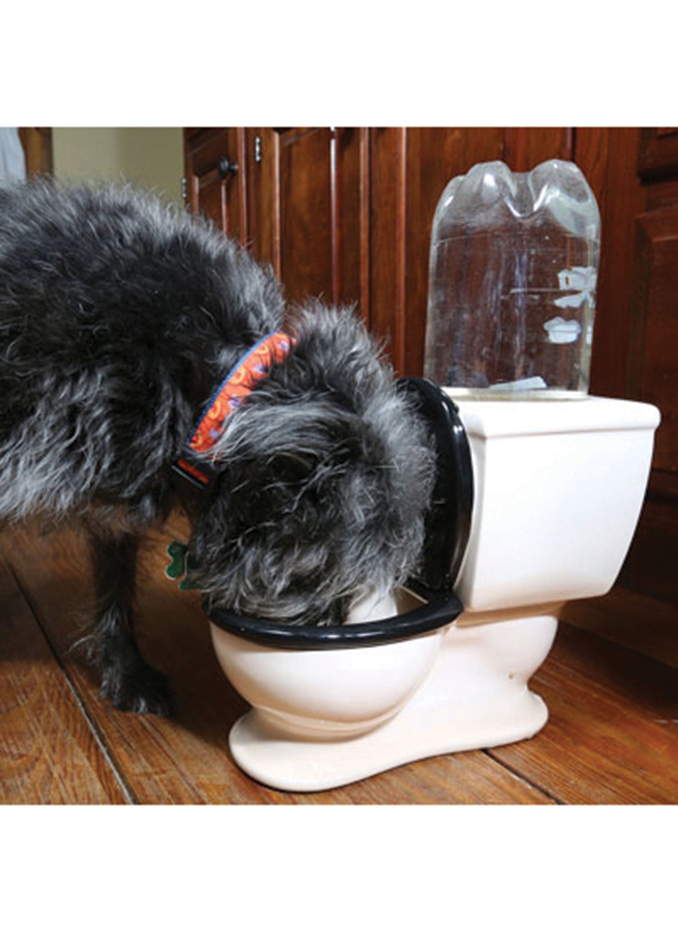 Pet water outlet dish